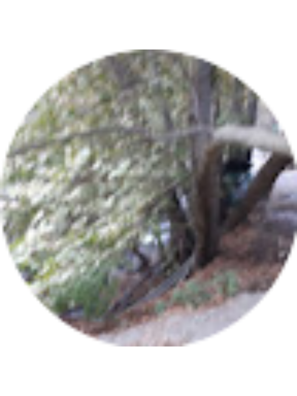 Photo of Atoosa Bahari