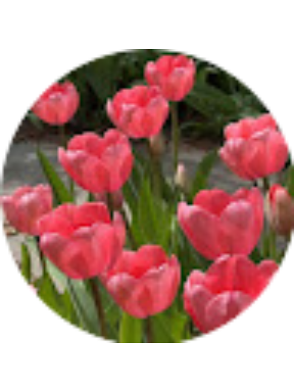 Photo of Melonie Bunting