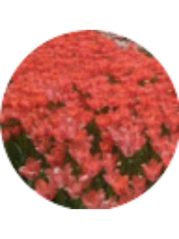 Photo of Merve Duran