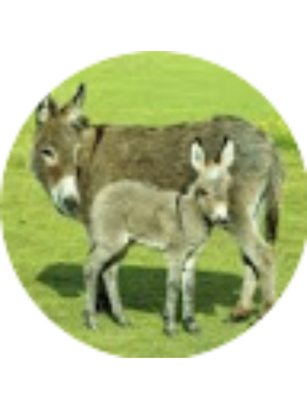 Photo of Mississippi L