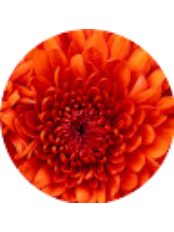 Photo of Just Maximum