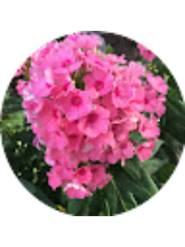 Photo of Rachel Miller