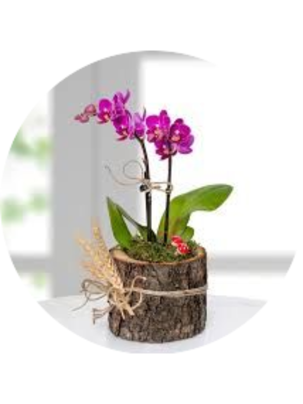 Photo of Latife Denizcioğlu