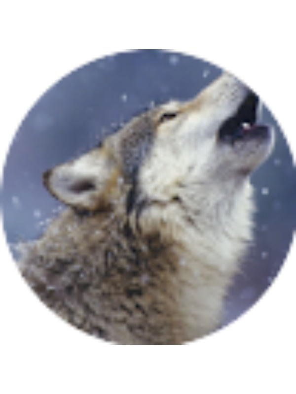 Photo of Luna Nistor