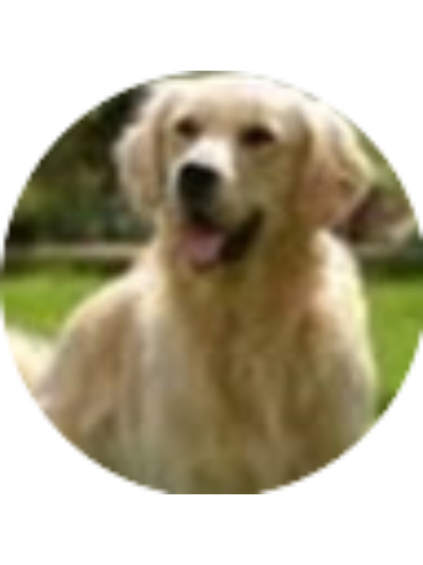 Photo of Vicente PIERAS SEGUI