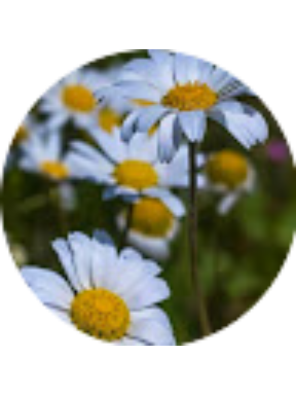 Photo of Gulselin Celikdelen