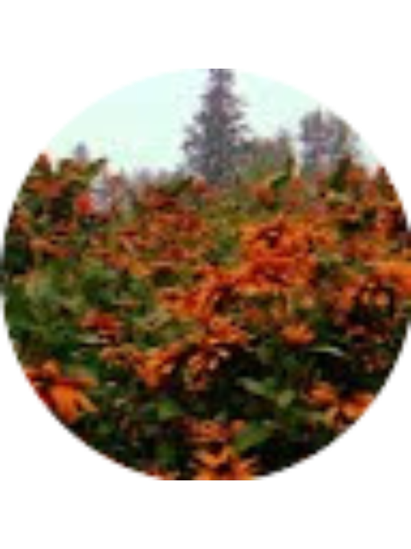 Photo of Cassie McNatt