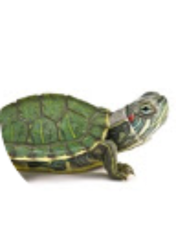 Photo of DERRICK KINGERY