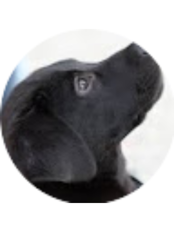 Photo of ISABELLA GOLDSTEIN