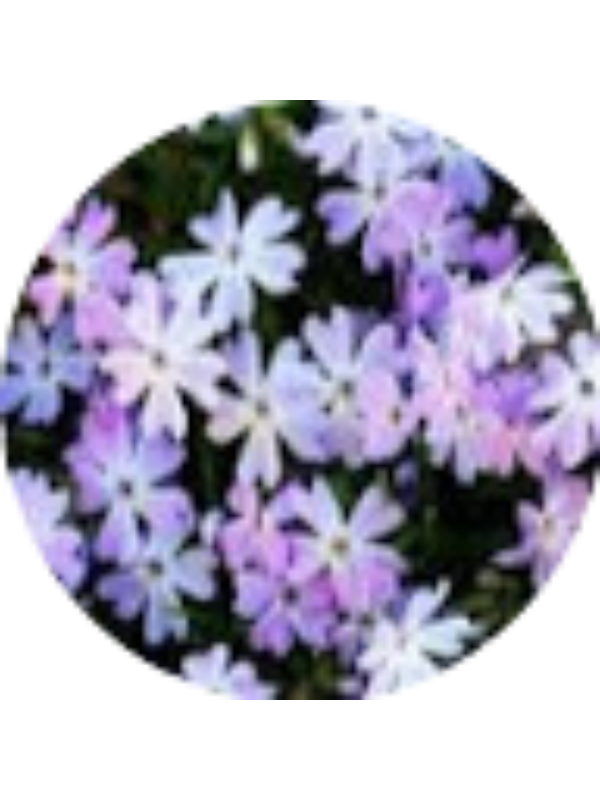 Photo of Shelby Blackwood