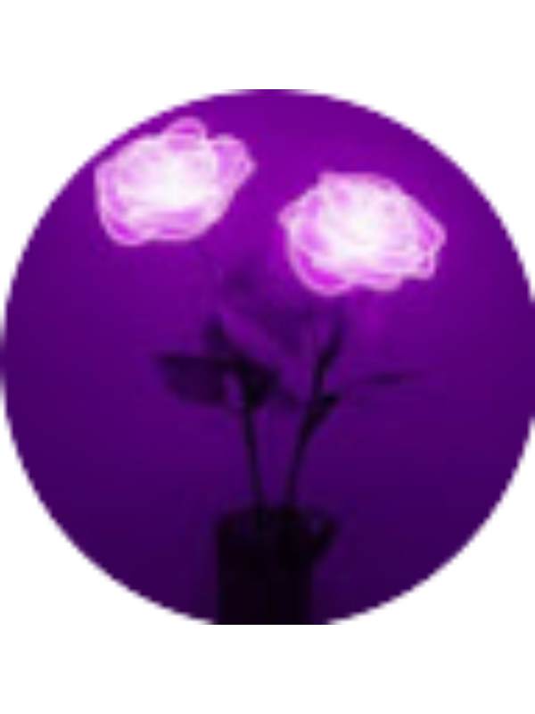 Photo of Lamija Suman