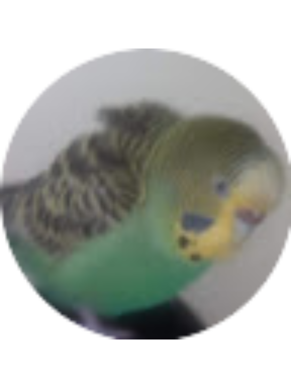 Photo of Melih G&uuml;ll&uuml;ce