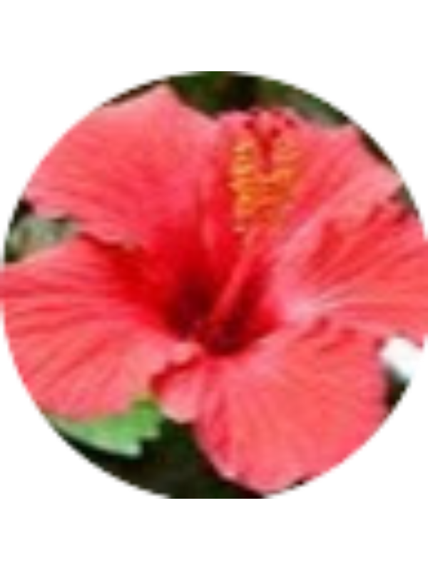 Photo of Raven Funderburk