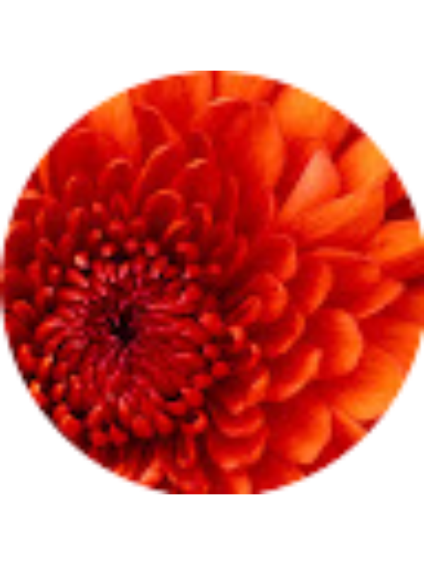 Photo of Morgan Vitek