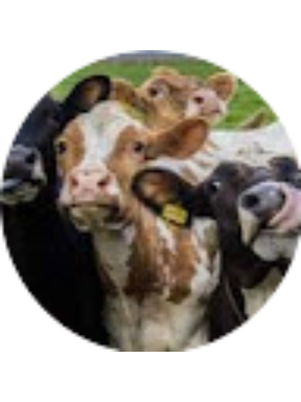 Photo of Cassidy Wittnebel