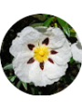 Picture of Angélica Dp