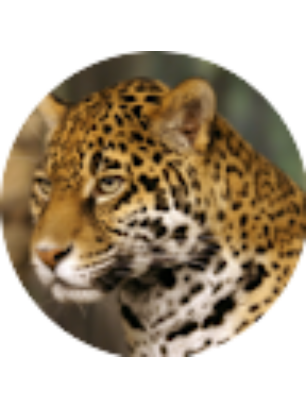 Photo of Christopher Beaulieu