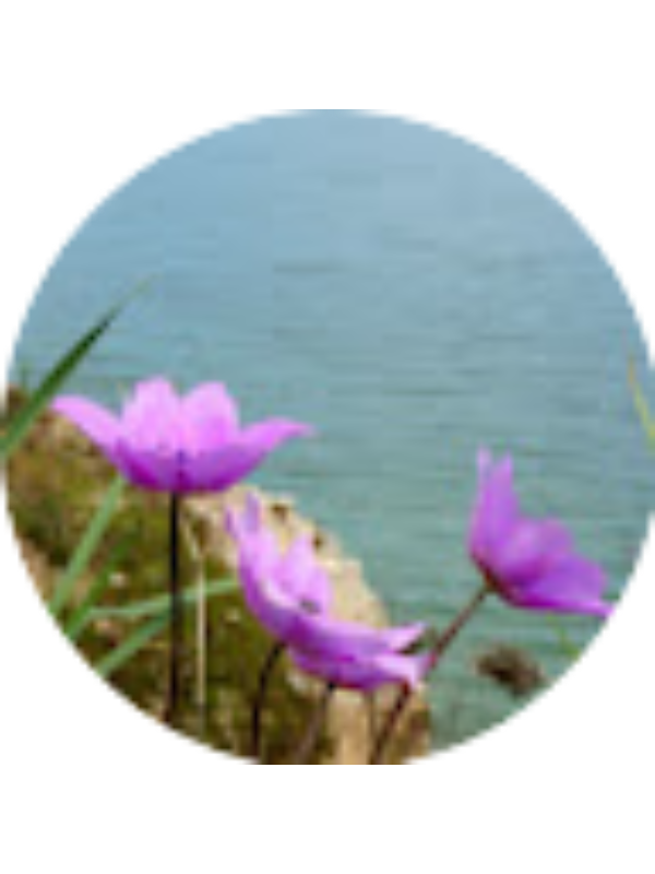 Photo of Roula Mendi