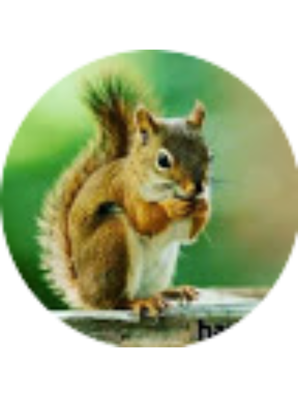 Photo of Dilek Cirit