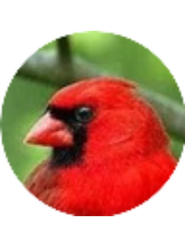 Photo of Henry Liechty