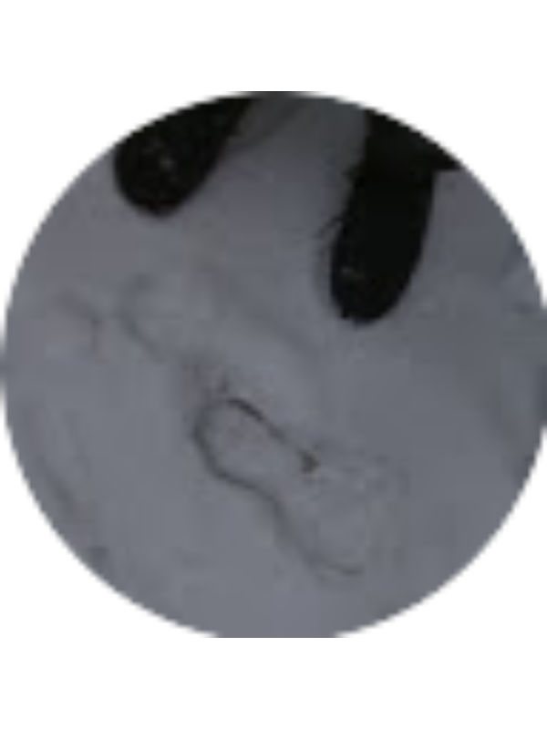 Photo of Jayden Carswell