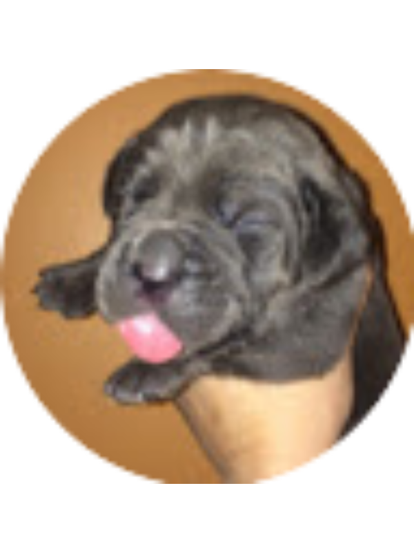 Photo of Lucas Dinielli