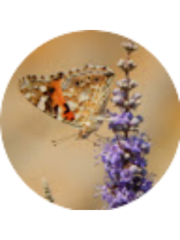 Photo of &Epsilon;&lambda;έ&nu;&eta; &Chi;&alpha;&nu;ό&gamma;&lambda;&omicron;&upsilon;