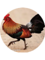 Picture of Skyler Nelson