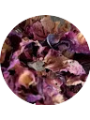 Picture of Ginkgo_ Enigma98