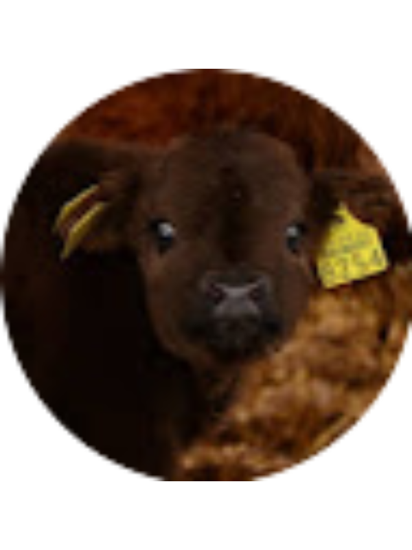 Photo of Alivia Hankins