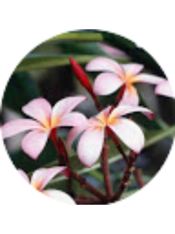 Photo of Velia Guglielmi