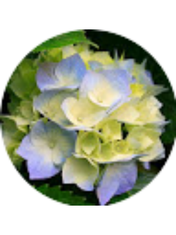 Photo of Mansimrat Nagi