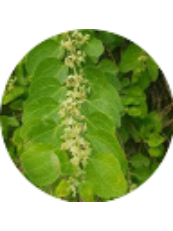 Photo of البلوشي Baloch