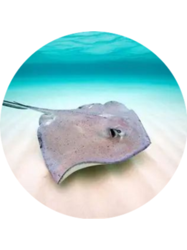 Photo of Evelyn Stopa