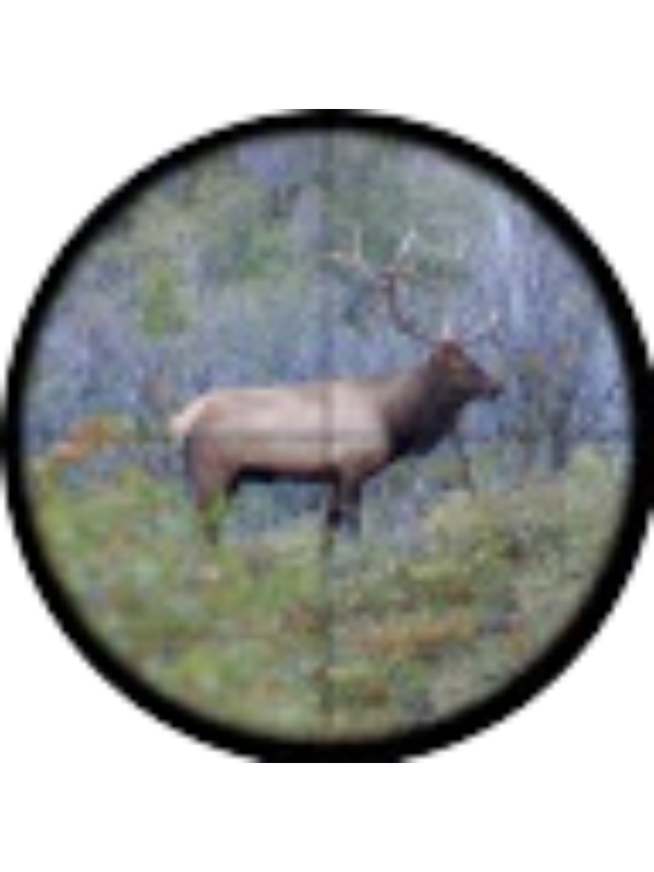 Photo of Callum McLane