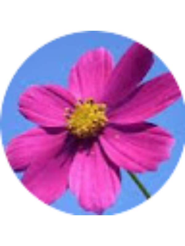 Photo of Isabel Oliveira