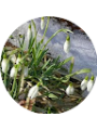 Picture of Florea Loredana