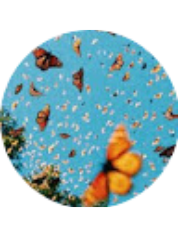 Photo of Gabrielle Halterman