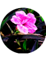 Picture of SAMANTHA RADFORD