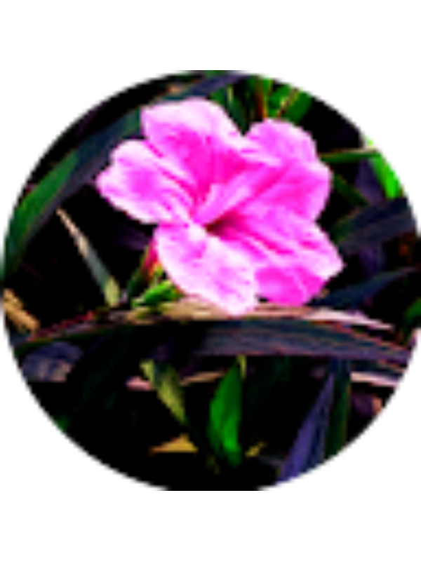 Photo of SAMANTHA RADFORD