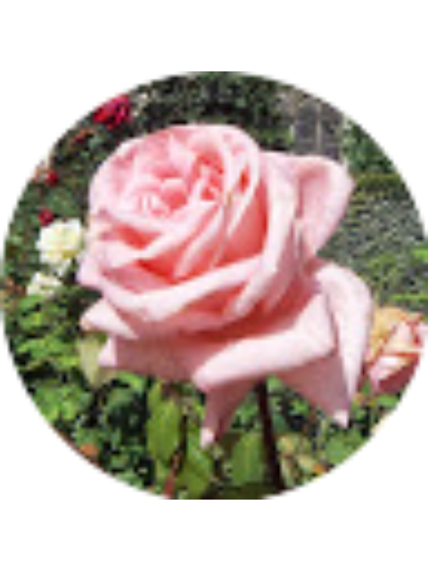 Photo of Kristine Knudson