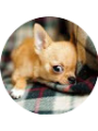 Picture of Zoey Dzieman