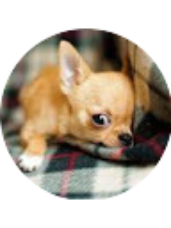 Photo of Zoey Dzieman