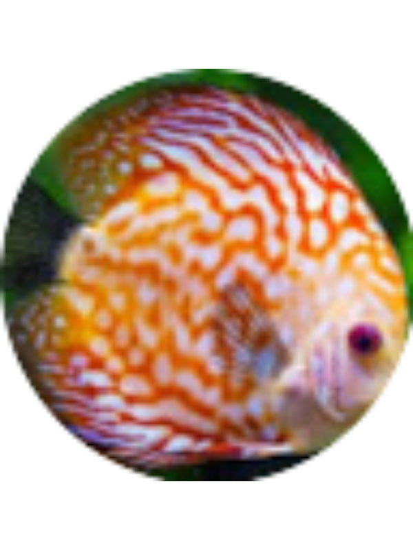 Photo of Siva Duddempudi
