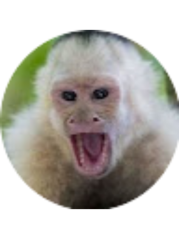 Photo of Sebastian Falconi