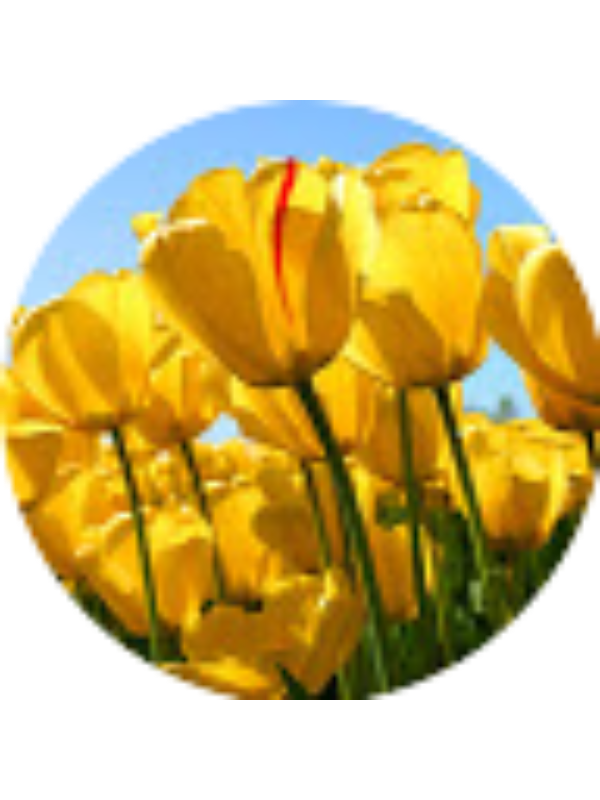 Photo of Felicia Lupu