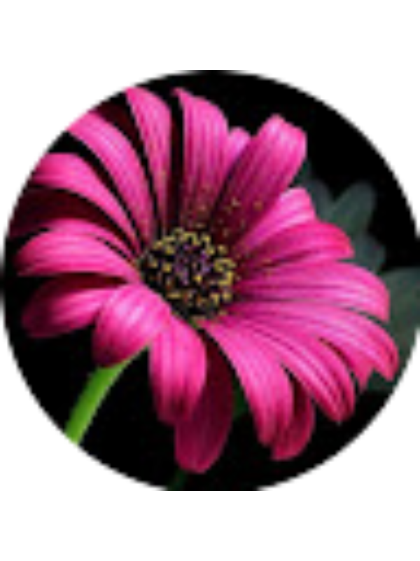 Photo of Twinkle Abraham