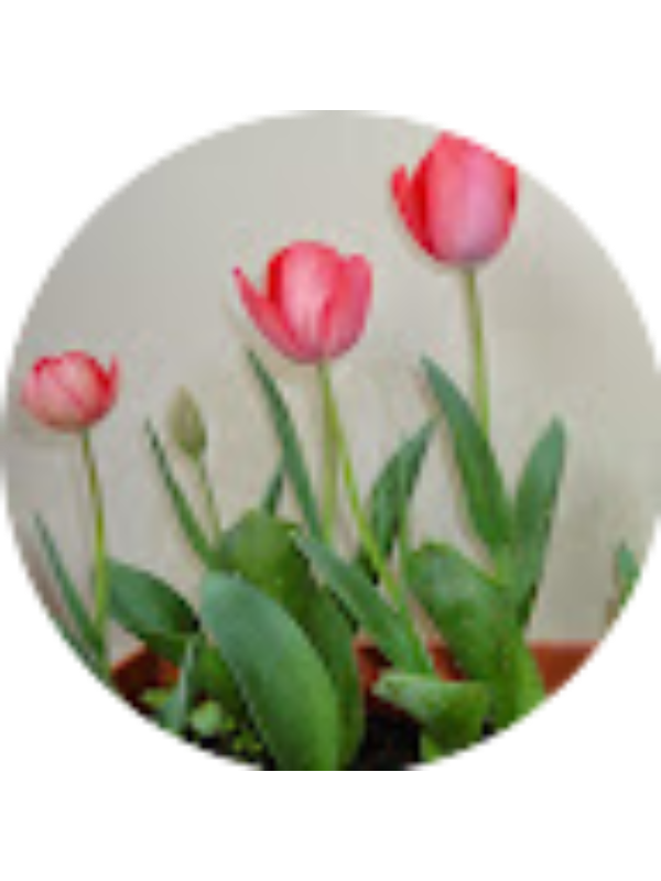 Photo of &Mu;&alpha;&rho;&iota;&alpha; &Delta;&alpha;&sigma;&kappa;&alpha;&lambda;&alpha;&kappa;&eta;