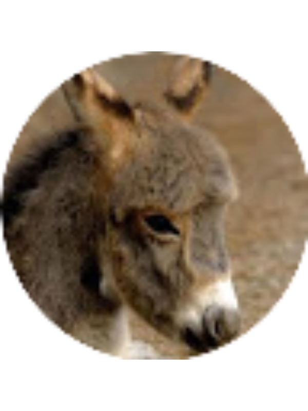 Photo of Maizzi Heiselman