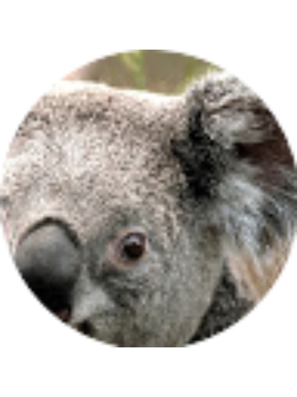 Photo of 梁凱婷 (17-18)4D12 LEUNG HOI TING